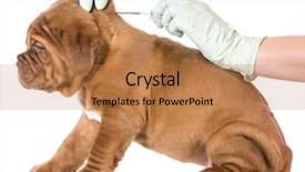  Presentation with veterinary - Colorful slide set enhanced with microchip - veterinary care - dogue de backdrop and a coral colored foreground