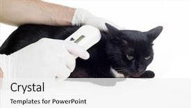  Presentation with cat - Cool new presentation with microchip identification on black cat backdrop and a white colored foreground