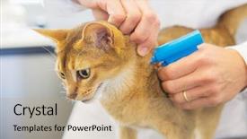  Presentation with implant - Theme consisting of microchip implant for cat background and a coral colored foreground