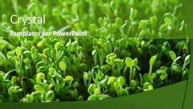  Presentation with microgreen - Cool new PPT theme with microgreen-field backdrop and a tawny brown colored foreground