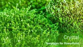  Presentation with microgreen - Colorful presentation theme enhanced with microgreen field backdrop and a forest green colored foreground