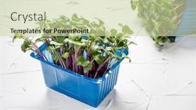  Presentation with microgreen - PPT theme enhanced with microgreen-is-a-young-vegetable background and a  colored foreground