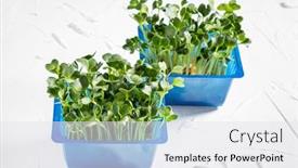  Presentation with microgreen - Presentation theme with microgreen-is-a-young-vegetable background and a white colored foreground