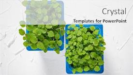  Presentation with microgreen - Theme consisting of microgreen-is-a-young-vegetable background and a white colored foreground