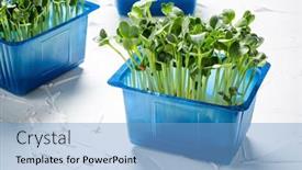  Presentation with microgreen - Presentation consisting of microgreen-is-a-young-vegetable background and a  colored foreground