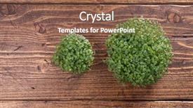  Presentation with rustic spring - Slide deck featuring microgreens healthy eating concept science background and a violet colored foreground