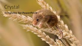  Presentation with harvest - Amazing slide set having micromys-minutus-or-harvest-mouse backdrop and a gold colored foreground