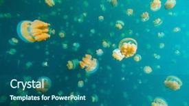  Presentation with jellyfish - Audience pleasing PPT layouts consisting of micronesia island - underwater photo of endemic golden backdrop and a ocean colored foreground