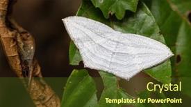  Presentation with moth - Slide set featuring micronia-aculeata-moth-standing background and a tawny brown colored foreground