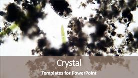  Presentation with ostracod - PPT theme enhanced with microscopic freshwater ostracod aka seed background and a gray colored foreground