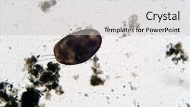  Presentation with ostracod - Amazing slide set having microscopic freshwater ostracod aka seed backdrop and a light gray colored foreground