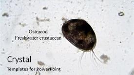  Presentation with ostracod - Slides consisting of microscopic freshwater ostracod aka seed background and a white colored foreground