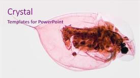  Presentation with pond - Beautiful slide set featuring microscopic image of pond plankton backdrop and a lemonade colored foreground