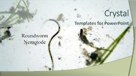  Presentation with water life - Audience pleasing presentation design consisting of microscopic life in fresh water backdrop and a sky blue colored foreground