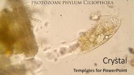  Presentation with living life - Theme with microscopic photograph of a ciliate background and a lemonade colored foreground