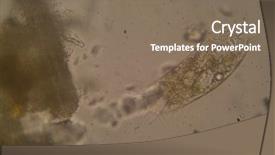  Presentation with living life - Amazing PPT theme having microscopic photograph of a ciliate backdrop and a violet colored foreground