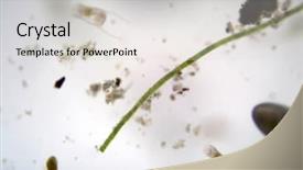  Presentation with duck - Presentation theme featuring microscopic single cell animals found background and a light gray colored foreground