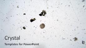  Presentation with water microbiology - Audience pleasing presentation theme consisting of microscopic single cell animals found backdrop and a light gray colored foreground