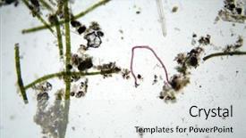  Presentation with water microbiology - Presentation theme consisting of microscopic single cell animals found background and a white colored foreground