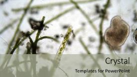  Presentation with microscope - PPT theme having microscopic single cell animals found background and a light gray colored foreground