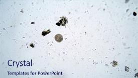  Presentation with duck - Amazing presentation design having microscopic single cell animals found backdrop and a sky blue colored foreground