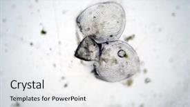  Presentation with water microbiology - Audience pleasing presentation design consisting of microscopic single cell animals found backdrop and a white colored foreground