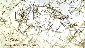  Presentation with microbiology - Presentation consisting of microscopic single cell animals found background and a cream colored foreground