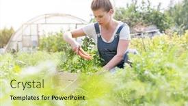  Presentation with carrots - Theme enhanced with mid adult farmer harvesting carrots at farm background and a yellow colored foreground