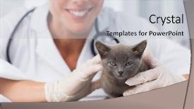  Presentation with hello kitty cute little kitten - PPT theme having mid section of female vet background and a  colored foreground