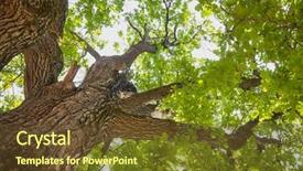  Presentation with oak tree - Slide deck enhanced with midday - green leaves on oak tree background and a tawny brown colored foreground