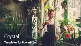  Presentation with sprayer - PPT theme consisting of middle-aged-lady-works background and a wine colored foreground