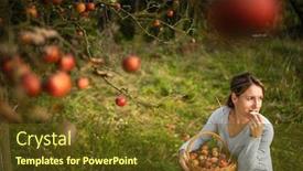  Presentation with smell - Audience pleasing presentation theme consisting of middle-aged-woman-picking-apples backdrop and a tawny brown colored foreground