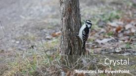  Presentation with baby tree - Presentation consisting of middle-spotted-baby-woodpecker background and a gray colored foreground