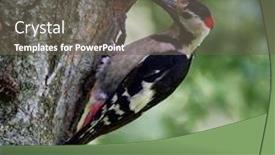  Presentation with natural - Slide deck with middle-spotted-woodpecker-dendrocopos-medius background and a gray colored foreground
