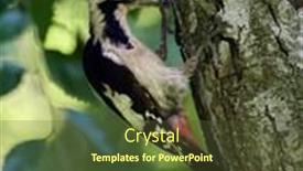  Presentation with natural - Beautiful PPT theme featuring middle-spotted-woodpecker-dendrocopos-medius backdrop and a tawny brown colored foreground