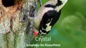  Presentation with natural - Cool new theme with middle-spotted-woodpecker-dendrocopos-medius backdrop and a forest green colored foreground