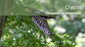  Presentation with natural - Colorful PPT layouts enhanced with middle-spotted-woodpecker-dendrocopos-medius backdrop and a seafoam green colored foreground