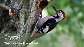  Presentation with natural - PPT theme featuring middle-spotted-woodpecker-dendrocopos-medius background and a ocean colored foreground