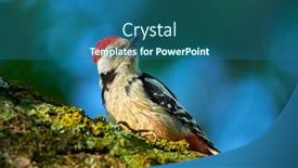  Presentation with middle schools - Beautiful slides featuring middle-spotted-woodpecker-dendrocopos-medius backdrop and a ocean colored foreground