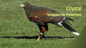  Presentation with green and purple mardi gras - Amazing slides having coffee beans and blue stethoscopelying on a medical dictionary open at the caffeine poisoning page backdrop and a light gray colored foreground