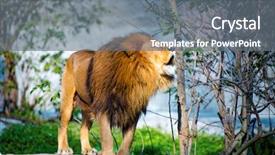  Presentation with lion king - Beautiful presentation theme featuring mighty lion roars backdrop and a gray colored foreground
