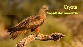  Presentation with kite - PPT layouts with migrane - adult of kite background and a tawny brown colored foreground
