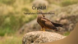  Presentation with kite - Cool new presentation with migrane - beautiful adult black kite backdrop and a yellow colored foreground