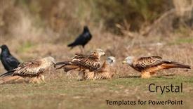  Presentation with kites - Colorful presentation theme enhanced with migrane - beautiful adult black kites backdrop and a coral colored foreground