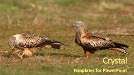  Presentation with kites - Cool new slides with migrane - beautiful adult black kites backdrop and a tawny brown colored foreground