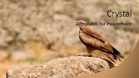  Presentation with kite - Slide set with migrane - beautiful adult brown kite background and a coral colored foreground