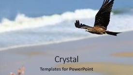  Presentation with kerala - Beautiful presentation theme featuring migrane - black kite in flight backdrop and a light gray colored foreground