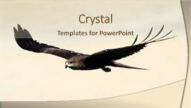  Presentation with kite - PPT theme enhanced with migrane - black kite milvus migrans background and a lemonade colored foreground