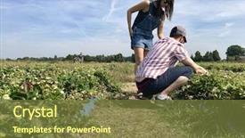  Presentation with man joined woman - Cool new presentation theme with migrant workers - man and woman pick strawberries backdrop and a tawny brown colored foreground