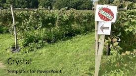  Presentation with harvest - Amazing PPT theme having migrant workers - rows of raspberry bushes backdrop and a seafoam green colored foreground